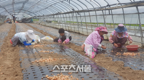 포항시, ‘쪽파’ 겨울철 고소득 기대