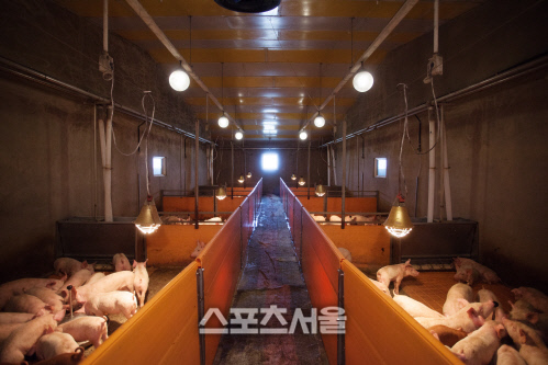 아프리카 돼지열병 3번째 확진 판정, 가격 다시 '비상'