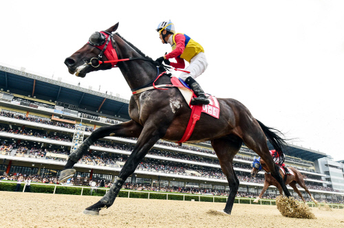 '코리아컵' 달군 한국경마 3강, KRA컵 클래식서 장거리 최강자 놓고 재대결!