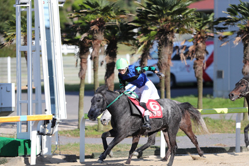 '백호평정' 2019 제주도지사배 대상경주 평정했다!