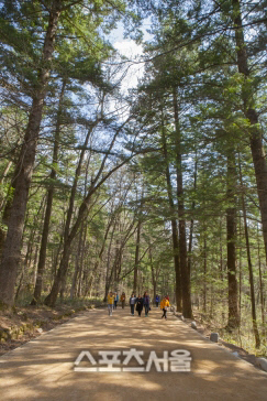 오대산 전나무숲길