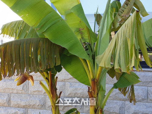 김동명문학관 파초 4