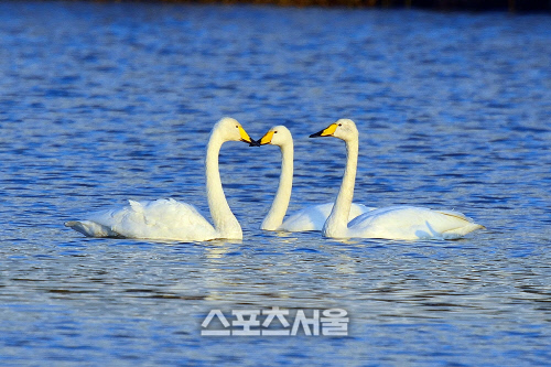 5경포호의 진객 “큰고니” 가시연습지를 찾아오다3