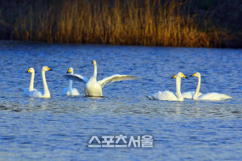 5경포호의 진객 “큰고니” 가시연습지를 찾아오다 4