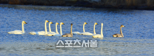 5경포호의 진객 “큰고니” 가시연습지를 찾아오다 2