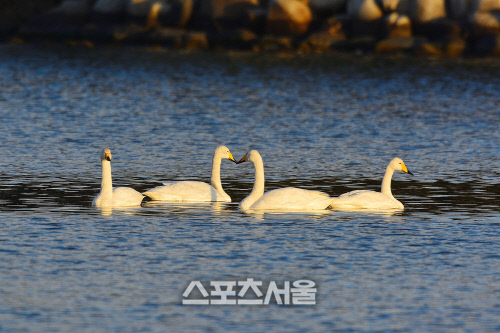 5경포호의 진객 “큰고니” 가시연습지를 찾아오다 1