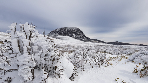 한라산 눈꽃 (15)