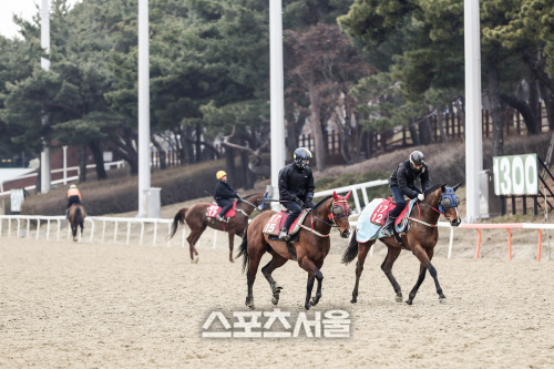 기획1 20년3월4일 서울경마공원 경주마 조교장면