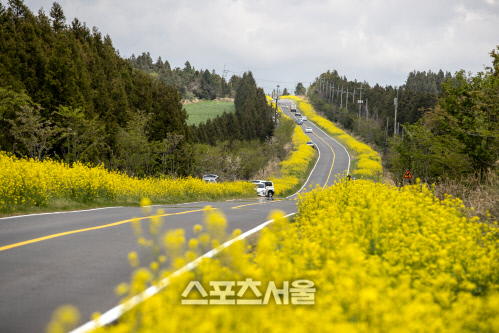 강남 미국 유학생 다녀간 '제주 녹산로', 유채꽃 조기 파쇄 위기