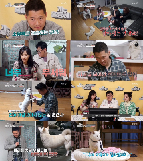 '개훌륭' 강형욱, "과한 애정은 오히려 독" 진정한 반려견 사랑을 일깨운 마법