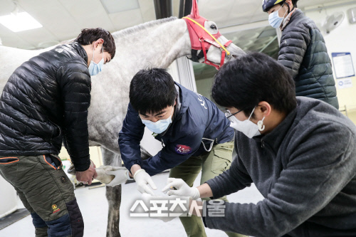 산통(疝痛)으로 알아보는 '슬기로운 말 수의사 생활'