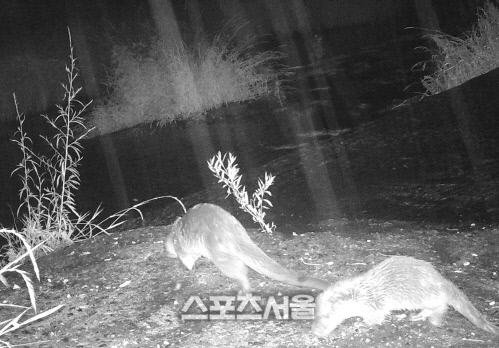 수원시, 자연형 하천 '황구지천'서 새끼 수달 포착 '화제'