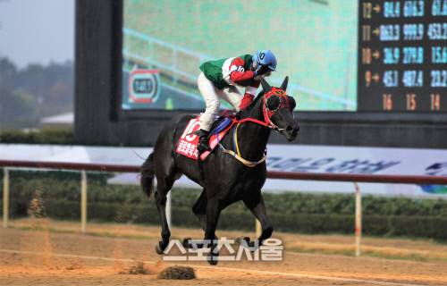 최강 3세마를 가려라...5일 트리플크라운 첫 관문 'KRA컵 마일' 개최