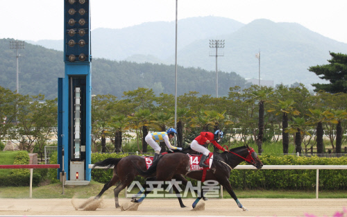 부산일보배 우승, '도끼블레이드' 단거리 최강마로 우뚝