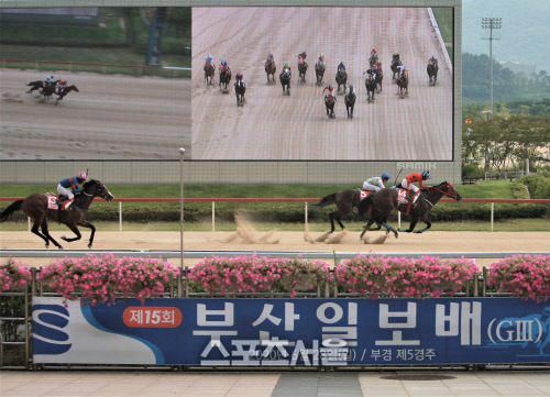 기획5 부산일보배 대상경주 결승선 (3)