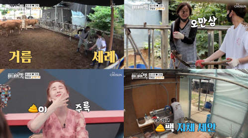 '아내의 맛' 함소원, '똥손' 진화 소똥폭탄에 '갈색 팩' 범벅, 좌충우돌 목장체험[SS리뷰]