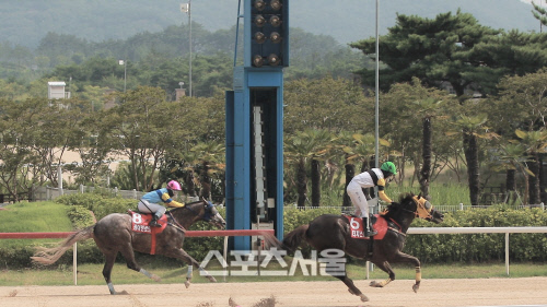 부산경남 슈퍼루키 '터치스타맨', 최고 3세마 우뚝...KRA컵마일서 짜릿한 역전승!