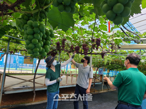 함평군, 샤인머스켓 新 소득작목으로 집중 육성