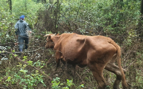 폭우에 떠내려간 소 20일 만에 살아 돌아와