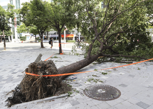 '태풍에 흔들리는 창문에 테이프 붙이려다'… 부산 60대 여성 유리 깨져 사망