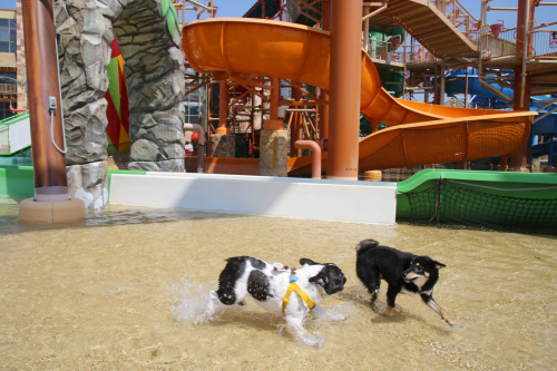 롯데워터파크, 가을맞이 다(多)이내믹 프로그램 신설