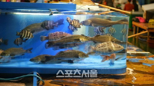 경기도, 수입산 활수산물 국내산 둔갑 일제 단속