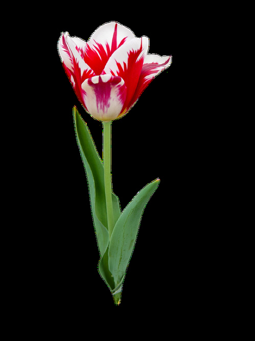 nature-3360561_960_720