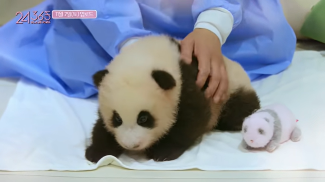 블랙핑크, 장갑 없이 판다 만졌다고 中 네티즌로부터 비난