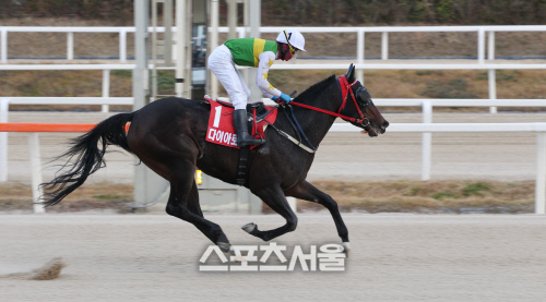 미리 보는 2021년 코리안더비 펼쳐진다...29일 제주도지사후원특별경주 개최
