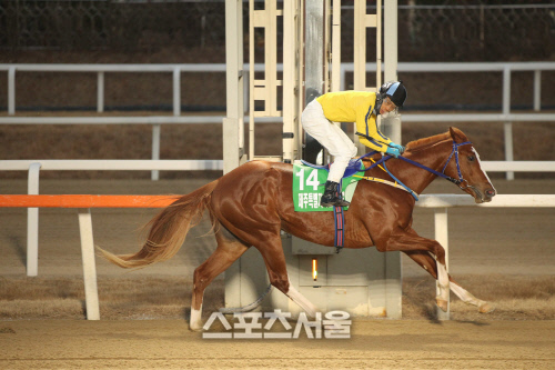 국산 신예 경주마 '흥바라기', '히트예감'...제주도지사 특별경주서 각각 우승, 내년 활약 예고