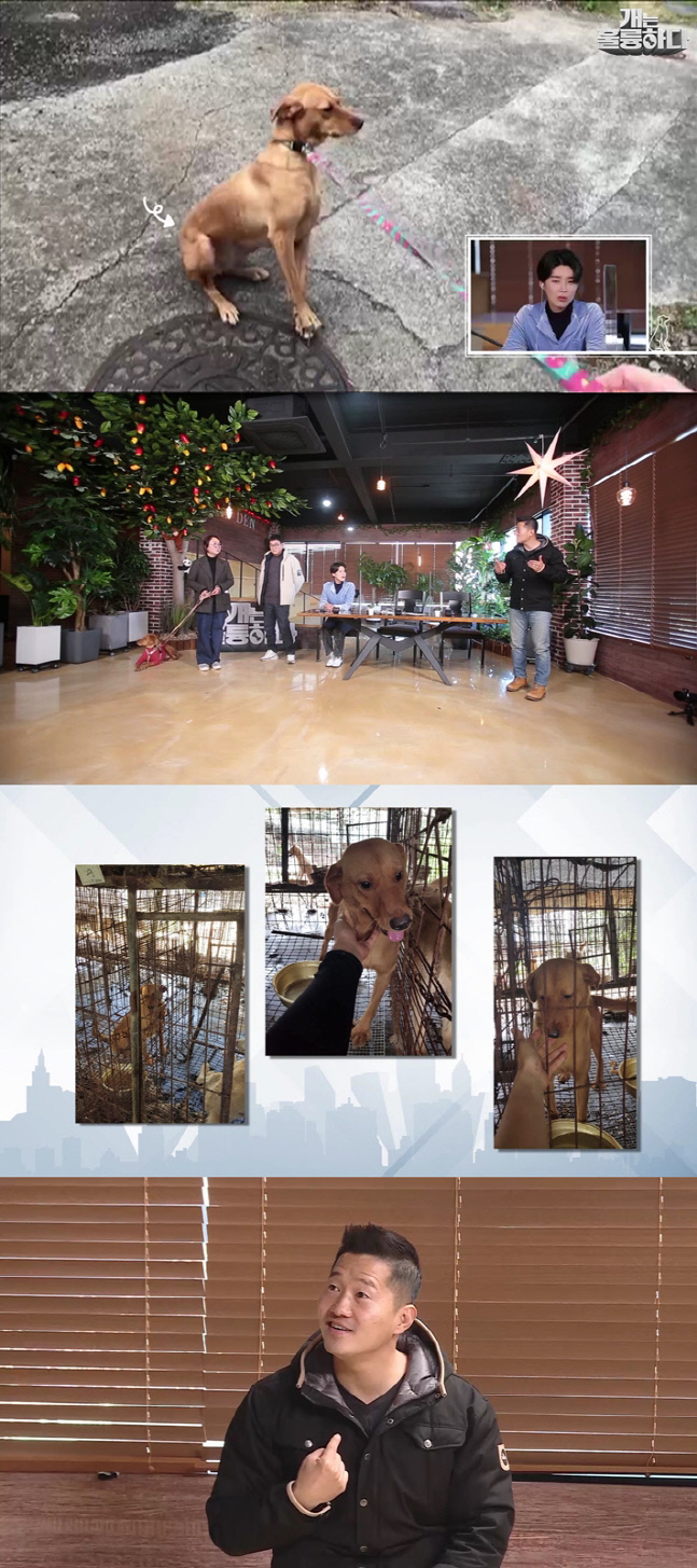 '개훌륭' 강형욱 "개농장의 개들, '보호자'라는 개념 자체를 몰라" 열악한 환경에 일침