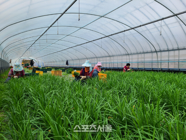 해남군, 겨울철 고소득 작목 '부추' 자리매김