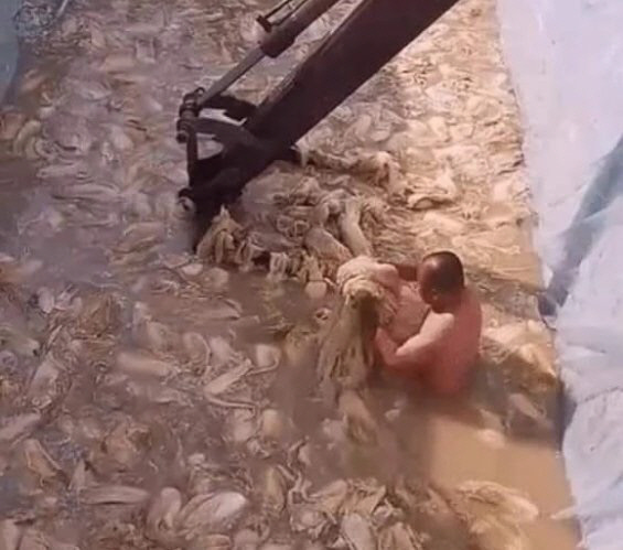 비위생적으로 배추 절이는 中 김치 생산 모습 '충격' [B급통신]