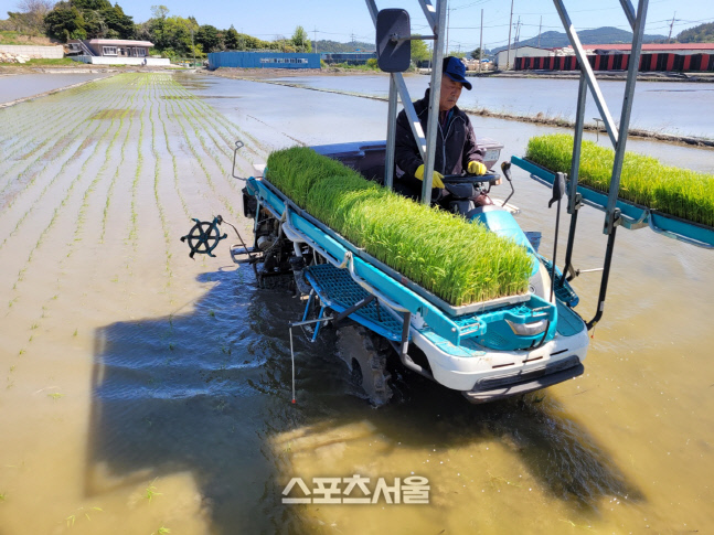 완도군, 노화읍 이포리단지 "명품햅쌀" 첫 모내기