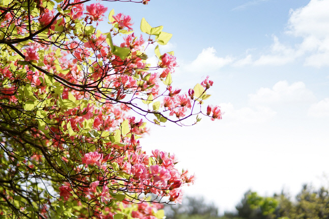 [보도자료]프터눈 티 세트를 즐겨요(1)