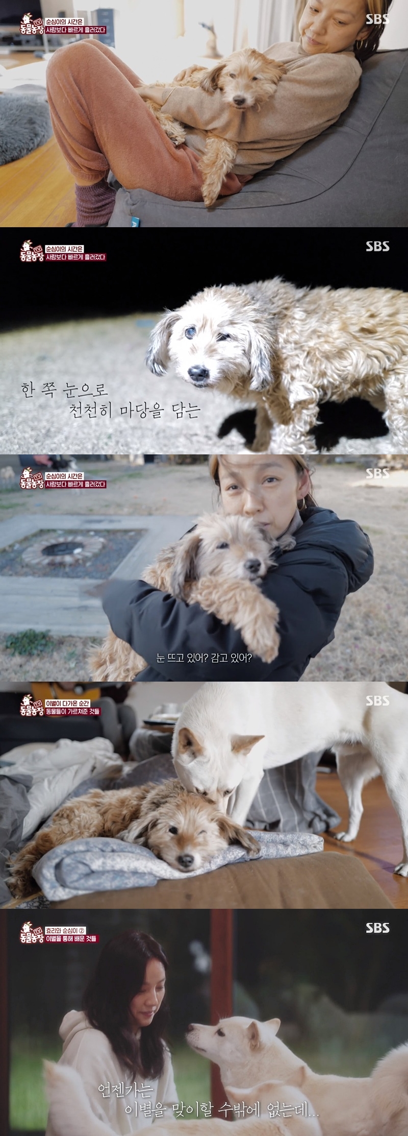 이효리 "순심이, 마지막 순간에도 사랑 줘" 눈물('동물농장')