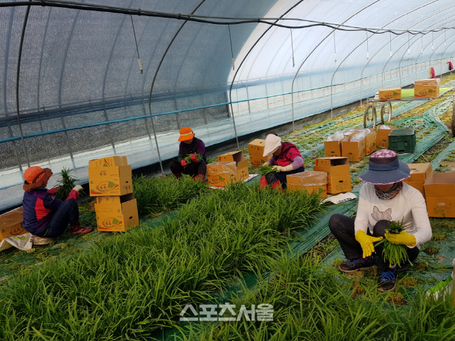 해남군, 부추 연중출하로 고소득 작목 자리매김