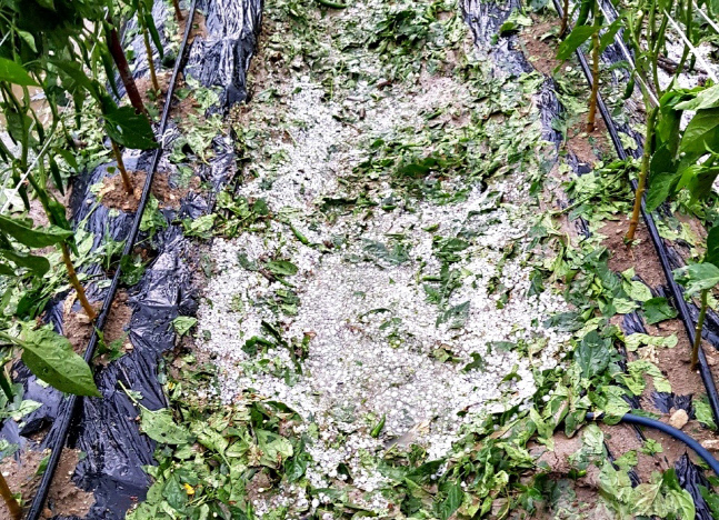 충북 일부지역 강풍 동반 2㎝ 우박으로 농작물 피해