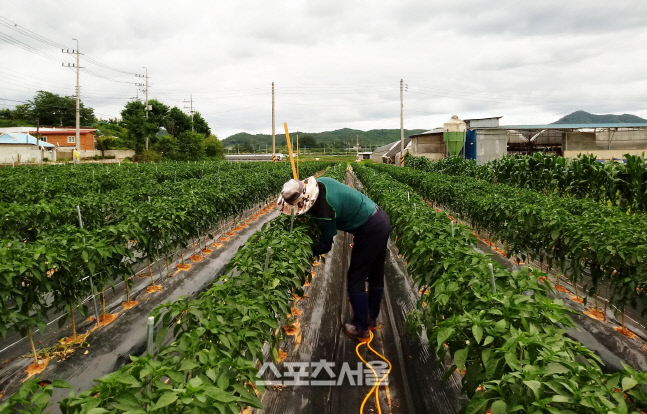 나주시, 장마철 고추 병해충 예찰·방제 철저 당부