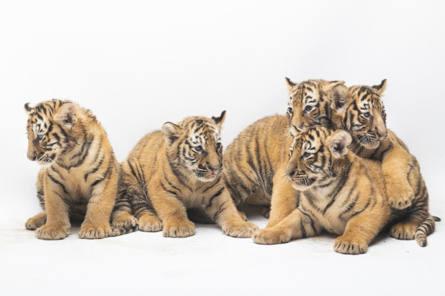 에버랜드, 아기 한국호랑이 5남매 공개…이름은 ‘아름·다운·우리·나라·강산’