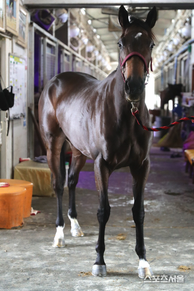첫 대상경주 우승마는?…서울 '문화일보배', 부산 '아름다운질주 스테이크스' 동시 개최