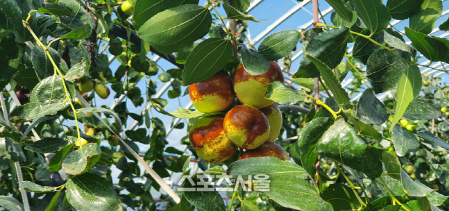 영광군, 사과대추 판촉행사