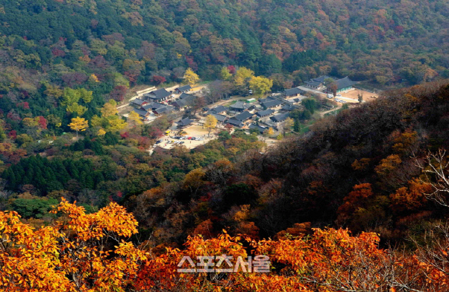 해남 -대흥사의가을_A633.tmp
