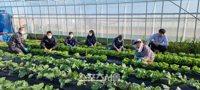 국립농업과학원,  ‘엄마의 밥상’에 유기농 상추 400포기 기부