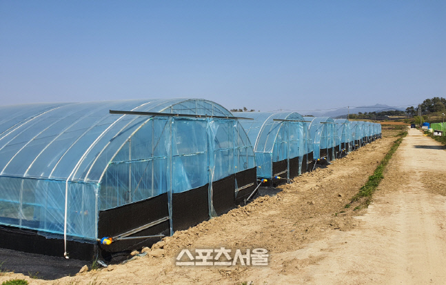 비가림 재배 시설하우스 지원사진 전경