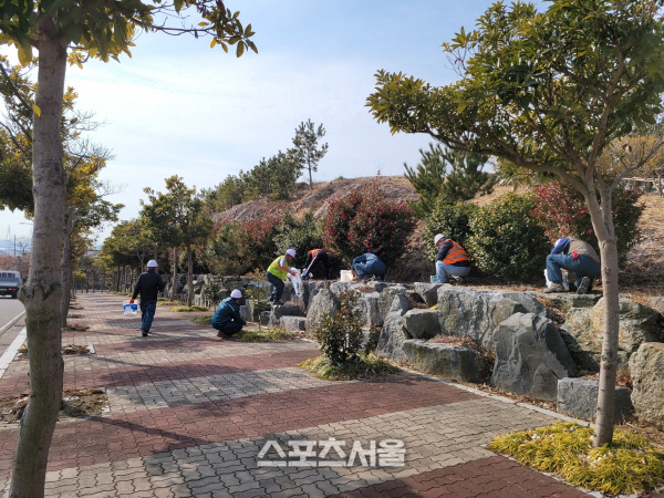 신안군, 전역 총 12만주 수목 비료 시비