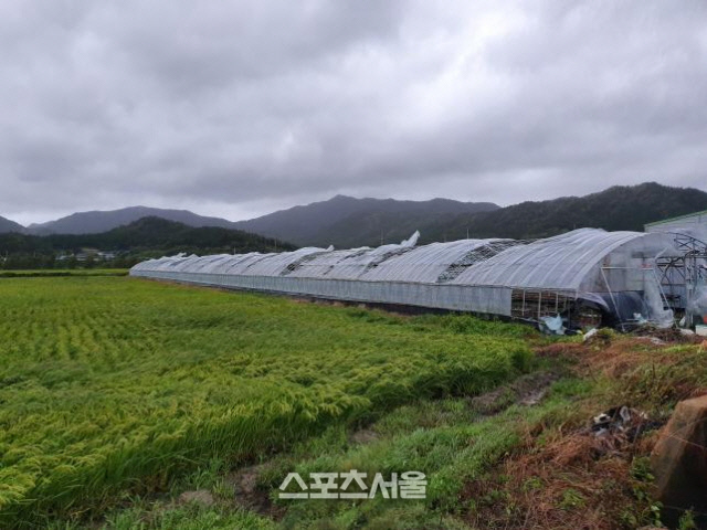 강진 비닐하우스 피해 사진