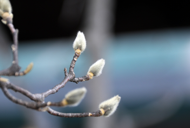 [내일날씨] 매서운 꽃샘추위, 한파 강풍까지... 충청 호남 제주 폭설