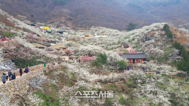 광양 2019년 제21회 광양매화축제