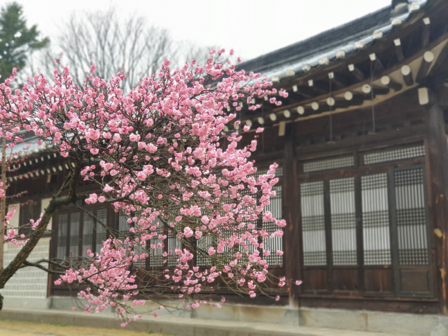 [내일날씨]건조한 대기 속 강풍... 산불 유의. 낮 최고 12도